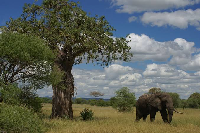 Tarangire Baobab Trees and Wildlife