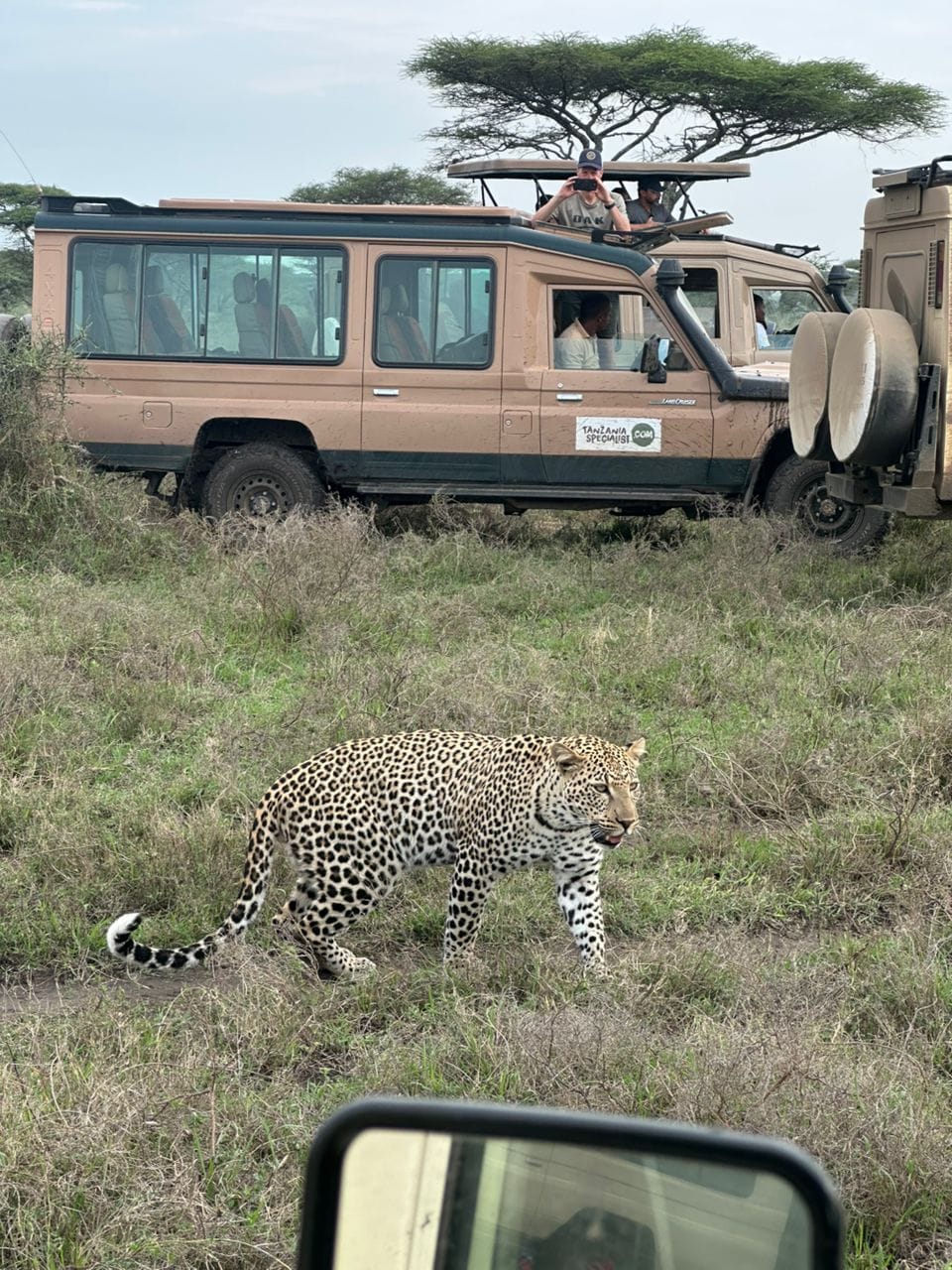 Leopard walking near Saving Tour safari vehicle
