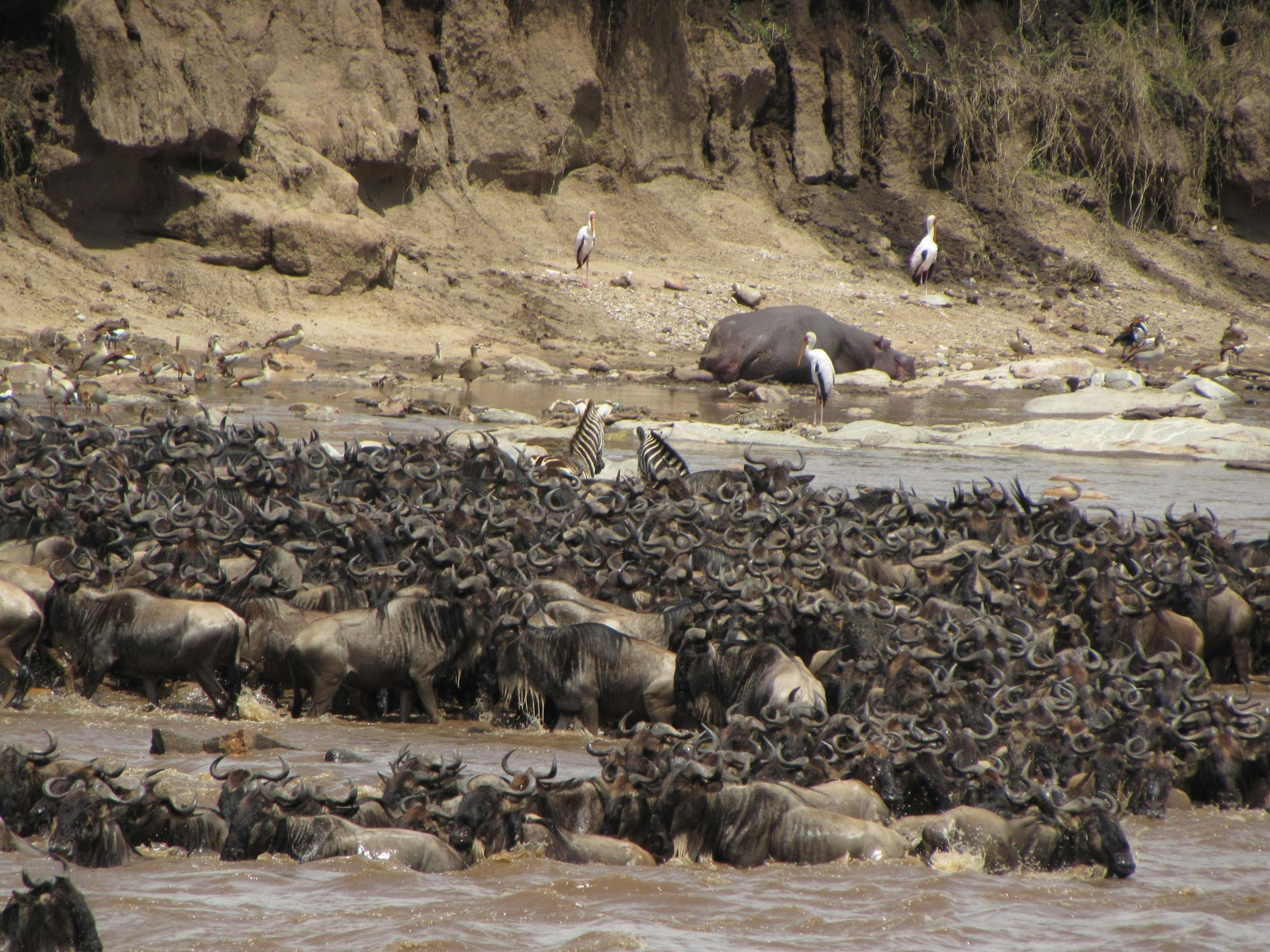 Great Wildebeest Migration in Serengeti National Park